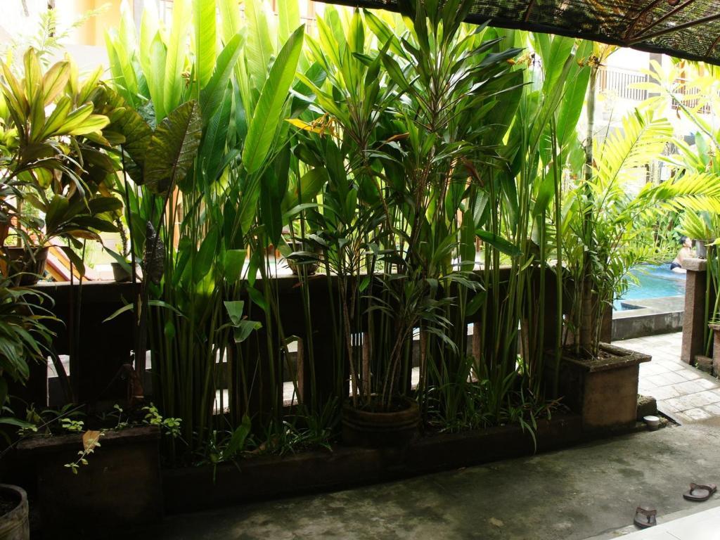 Waringin Homestay Kuta  Exterior photo